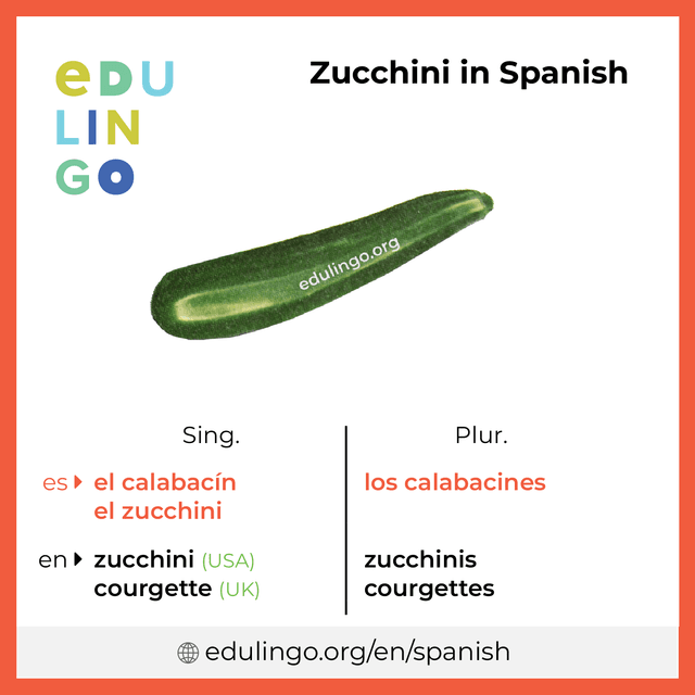 Zucchini in Spanish vocabulary picture with singular and plural for download and printing